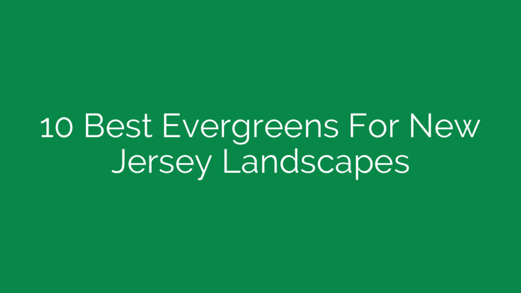 10 Best Evergreens For New Jersey Landscapes