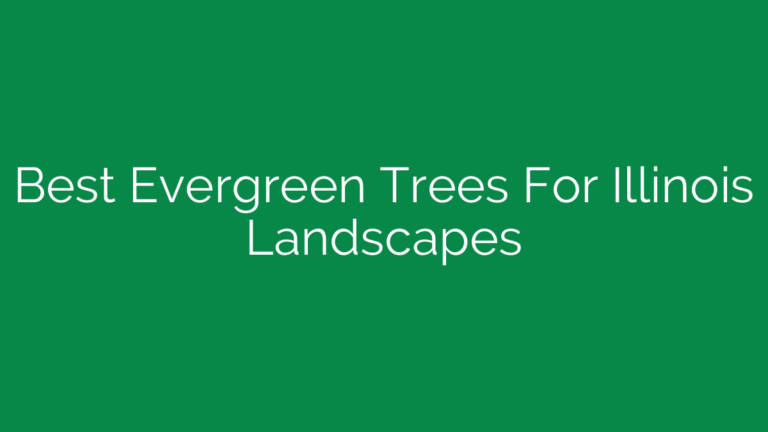 Best Evergreen Trees For Illinois Landscapes