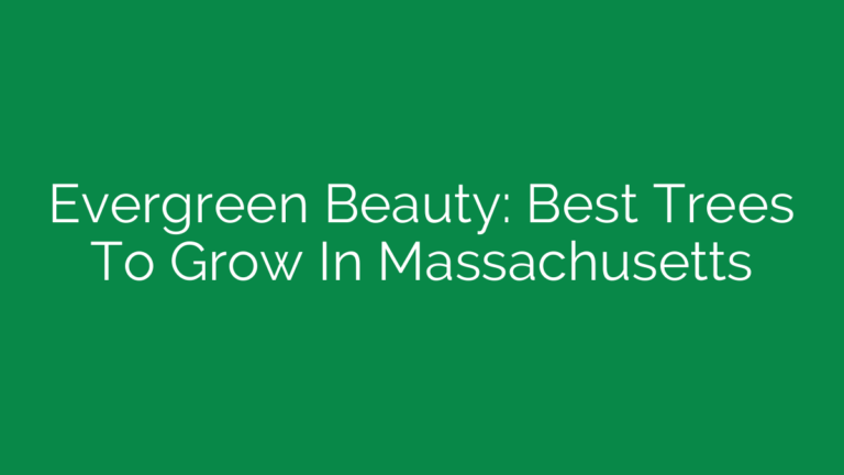 Evergreen Beauty: Best Trees To Grow In Massachusetts