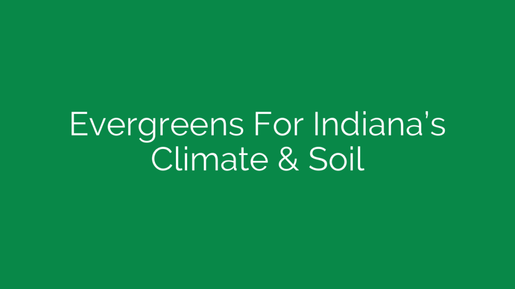Evergreens For Indiana’s Climate & Soil