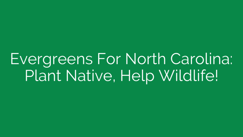 Evergreens For North Carolina: Plant Native, Help Wildlife!